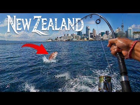 Catch and Cook From Auckland City